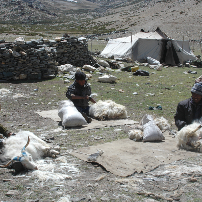 Trade in Wool and Pashmina — Historic and Contemporary Sahapedia